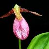 Pink Lady Slipper