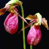 Pink Lady Slippers