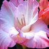 White and Pink Gladiolis