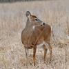 White Tail Doe - Cades Cove