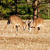 Boys Will Be Boys - Cades Cove