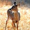 Yearling - Cades Cove