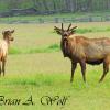 Bull and Yearling Bull