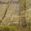 Cades Cove Dogwoods