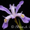 Crested Dwarf Iris