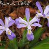 Crested Dwarf Irises