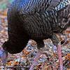 Hen Turkey - Cades Cove