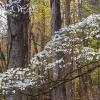 Dogwood Branch