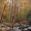 Dogwoods and Creek