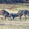 Fight in Cades Cove