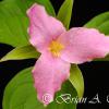 Pink Trillium