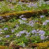 Springtime In The Woods - Vertical