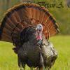 Strutting Turkey