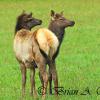 Yearlings