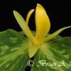 Yellow Trillium