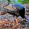 Hen Turkey - Cades Cove