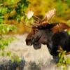 Bull Moose Profile