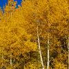 Aspens