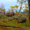 Mule Deer