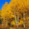 Aspens Near Oxbow Bend