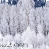 Hoar Frost