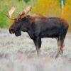 Bull Moose