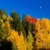 Colter Bay Aspens and Moon