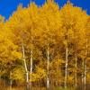 Oxbow Bend Aspens