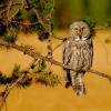 Gray Owl