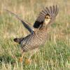 Greater Prairie Chicken Flying