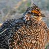 Greater Prairie Chicken Close-Up