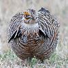 Greater Prairie Chicken