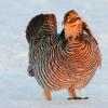 Greater Prairie Chicken - Early Morning Light
