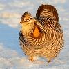 Greater Prairie Chicken - Early Sunlight