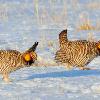 Greater Prairie Chickens