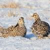 Greater Prairie Chickens