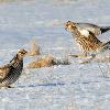 Greater Prairie Chickens on the Lek in March