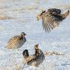 Greater Prairie Chickens Fighting