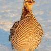 Greater Prairie Chicken in Early Sunlight