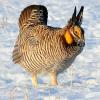 Greater Prairie Chicken Displaying in Early Sunlight