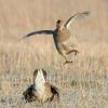 Greater Prairie Chickens Fighting
