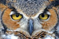 Great Horned Owl - Howell Nature Center