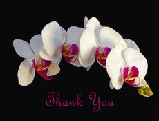 Mallard Drake Preening