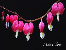 Red Winged Blackbird