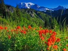 Mount Rainier National Park