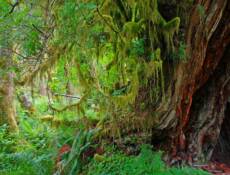 Olympic National Park