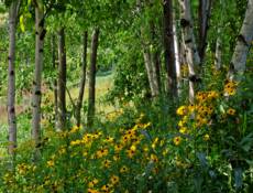 Birches and Daisies