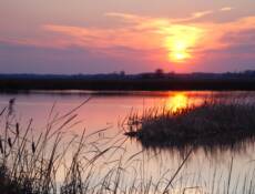 Horicon Marsh