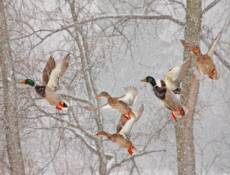 Mallards in Snowstorm