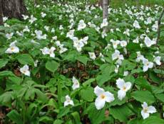 Trillium Woods